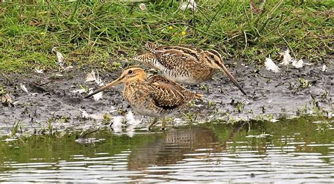 Snipe Martin Mere John Livesley Flickr