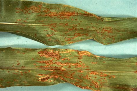 Rust on sweet corn | Vegetable Pathology – Long Island Horticultural Research & Extension Center