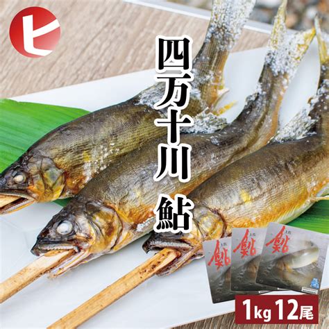 【楽天市場】【送料無料 四万十川 鮎 1kg 12尾】 しまんと鮎 1kg 12尾 ×3セット アユ あゆ 国産 高知県 養殖 川魚