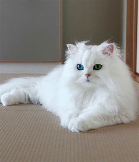 Rare blue and green eyes Persian cat | Persian cat white, Cat with blue ...