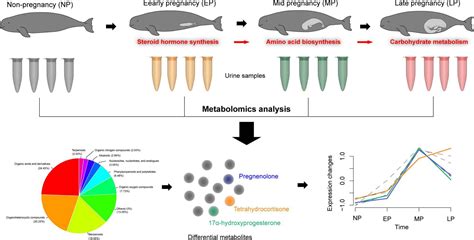 Biological Characteristics Of Pregnancy In Captive Yangtze Finless