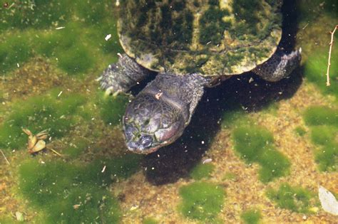 African Helmeted Turtle - Honolulu Zoo Society