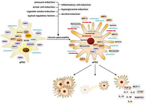 Biomedicines Free Full Text Activation And Regulation Of Pancreatic Stellate Cells In