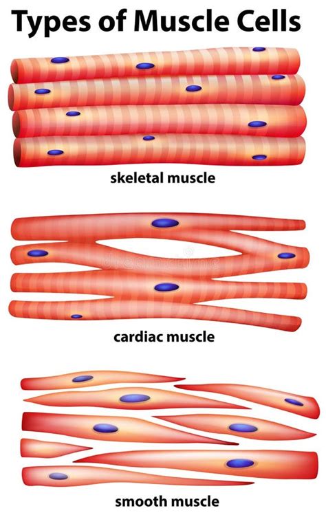 Diagrama Que Muestra Tipos De Células Musculares Ilustración del Vector