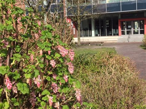 Frühling am Ulricianum Gymnasium Ulricianum Aurich