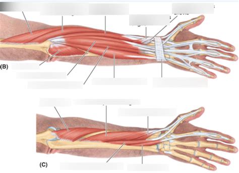 Posterior Forearm Muscles Labelling Diagram Quizlet