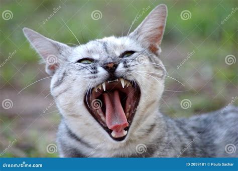 Cat Yawning Stock Image Image