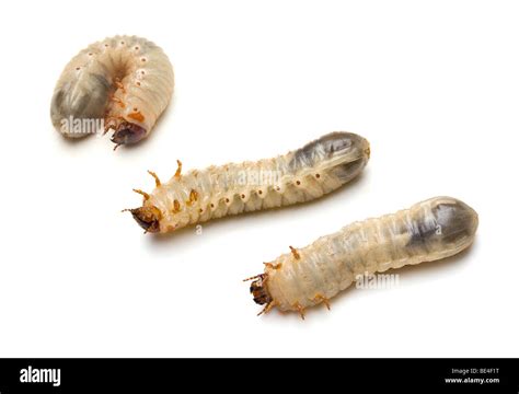 Three Green June Beetle Larvae Cotinis Nitada Linnaeus Stock Photo