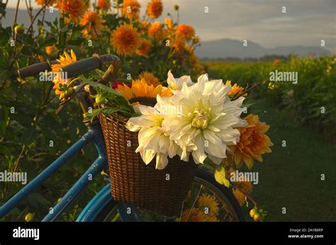 Dahlias In A Basket Hi Res Stock Photography And Images Alamy
