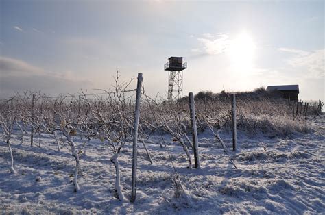 Weinberge Im Schnee Dittelsheim He Loch