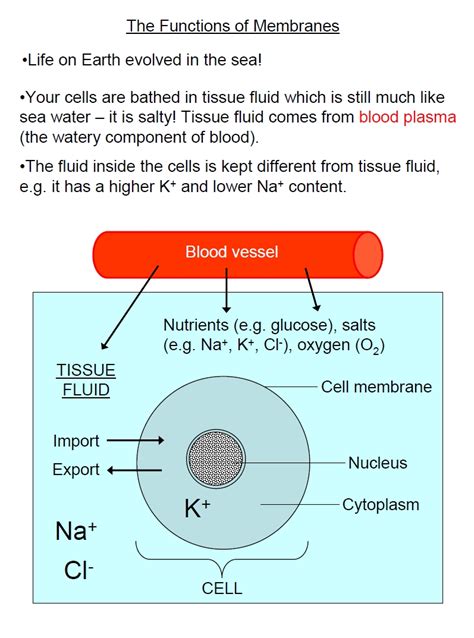 Cell Membrane Diagram - exatin.info