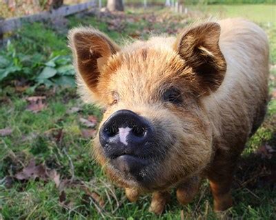 Keeping a Pet Pig | VMBS News