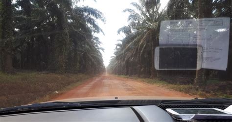 Suka Duka Bekerja Di Perkebunan Kelapa Sawit