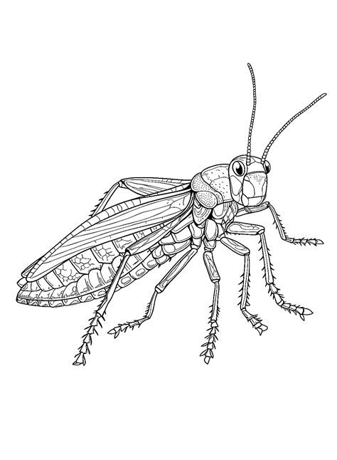 The Cute Locust Coloring Page Free Printable Coloring Pages