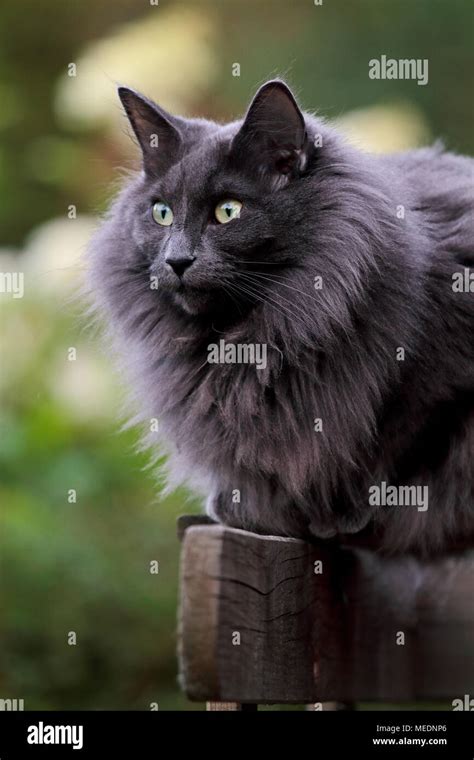 Blue Norwegian Forest Cat Female Sitting On Fence Stock Photo Alamy