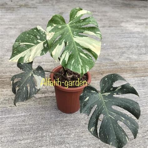 Jual Monstera Thai Constellation Daun Sudah Mature Shopee Indonesia