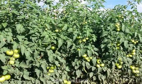 TOMATE CEPEA Menor Oferta Valoriza O Tomate HF Brasil