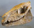 Category:Equidae fossils - Wikimedia Commons