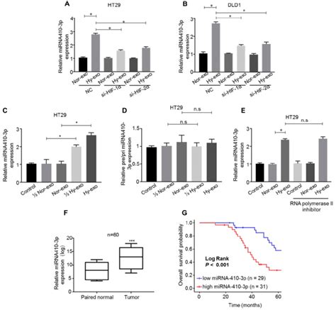 Mir 410 3p Is Highly Expressed In Exosomes Secreted From Hypoxic Crc