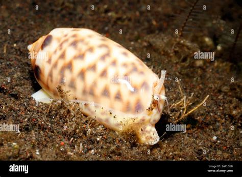 Sea Olive Hi Res Stock Photography And Images Alamy