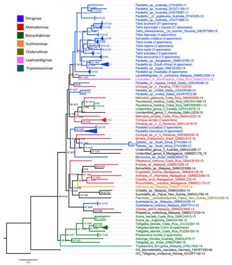 Diversity Free Full Text Dna Barcoding Of Pygmy Hoppers—the First