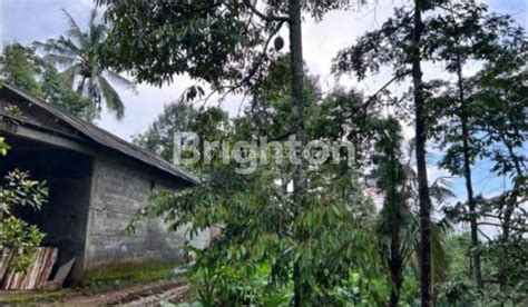 Jual Tanah Kebun Di Surakarta Harga Terbaru