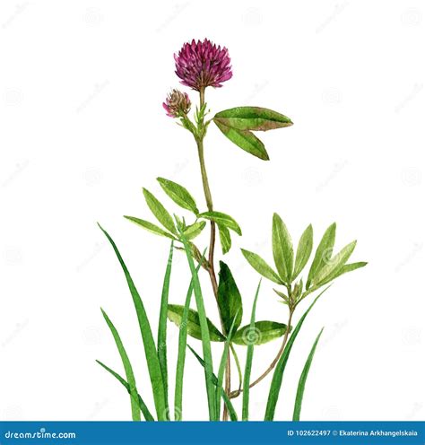 Clover Flower Grass Stock Illustrations 5 967 Clover Flower Grass Stock Illustrations Vectors