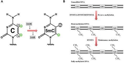 Frontiers Dna Methyltransferase Mutations And Mitochondrial