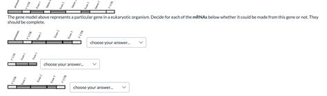 Solved The gene model above represents a particular gene in | Chegg.com