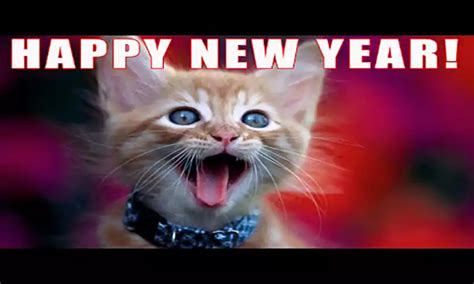 Best Happy New Year Cat Meme 2024 - QuotesProject.Com