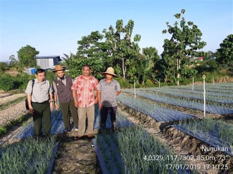 Petani Milenial Nunukan Sukses Kembangkan Bawang Merah Technology