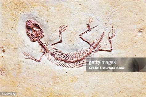 Solnhofen Fossils Photos And Premium High Res Pictures Getty Images