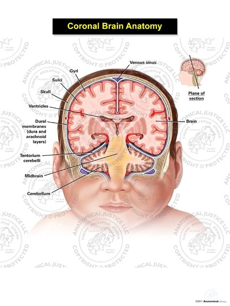 Coronal Brain Anatomy