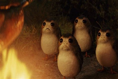 Every Porg In Star Wars The Last Jedi Ranked From Dorky To Adorable