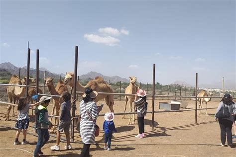 2023 Explore Hatta Honey Factorytombscamel Farm Hatta 360 And Kayaking