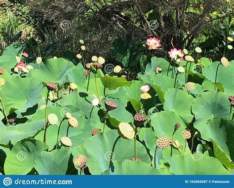 Photo Of Nelumbo Nucifera With Seed Head Stock Image Image Of Sacred Leaves 184065087