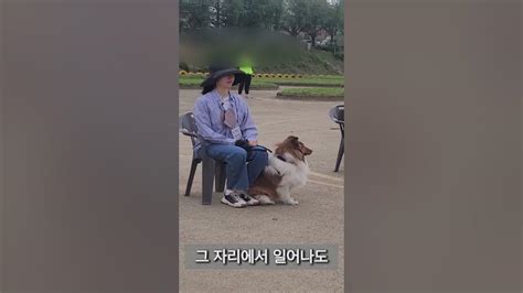 겁쟁이 강아지가 순찰견 시험을 통과했을까 셔틀랜드 쉽독 복운이의 반려견 순찰대 시험 당일 영상 1편 Youtube