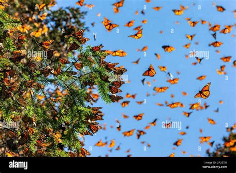 Monarch Butterflies Danaus Plexippus Are Flying On The Background Of