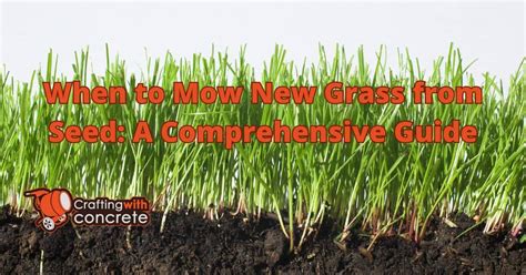 When To Mow New Grass From Seed Craftingwithconcrete