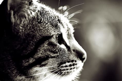 Gato Gris Gato Ojos Bigote Macro Foto Fondo Papel Tapiz Lana