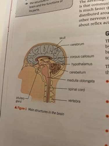 Hormonal Communication Flashcards Quizlet