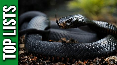 5 Most Venomous Snakes YouTube 8790 Hot Sex Picture