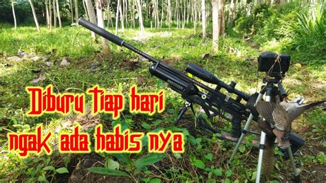 Hunting Tekukur Dan Tupai YouTube