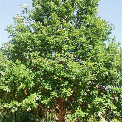 Oak - Swamp White Oak (Quercus bicolor) - 202 Tree Center