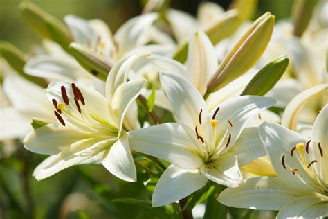 The Teaching Field Of Lilies