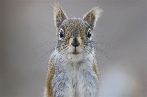 How To Tell Squirrel Gender Find Out Here Squirrel Arena