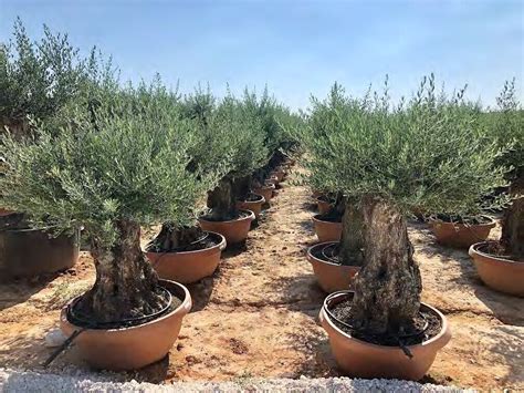 Ulivo Olivo Olea Europea Bonsai Ciotola 160 Lt Cfr Tronco 100 140 Cm