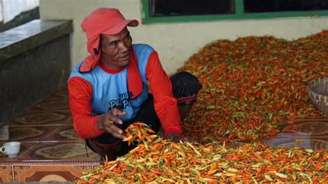 Banjarnegara Pasok Cabai Merah Keriting Dan Cabai Rawit Hijau Belasan