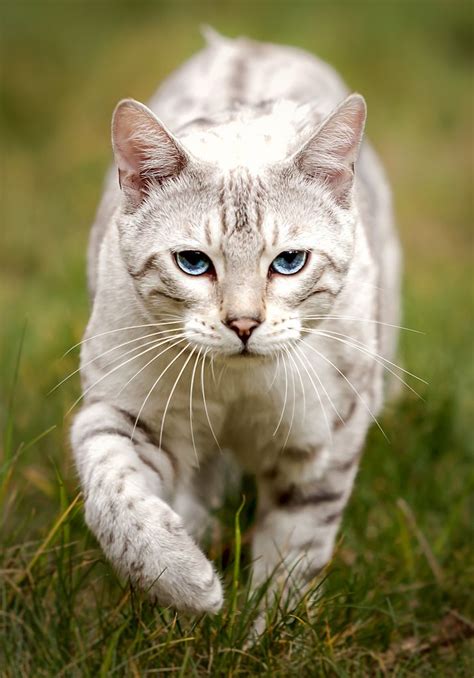 17 Top Images Marble Bengal Cat Names : The Breathtaking Marbled Bengal ...