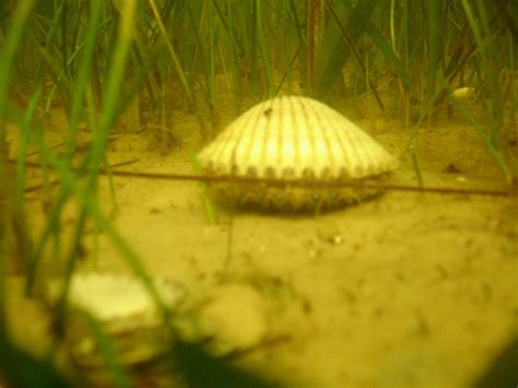 Thousands Of Acres Of Seagrass Gone In Charlotte Harbor Port Charlotte News